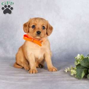 Stacy, Miniature Golden Retriever Puppy